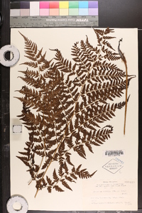 Athyrium vidalii image