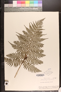 Athyrium yokoscense image