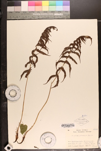 Athyrium yokoscense image