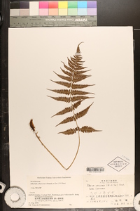 Athyrium yokoscense image