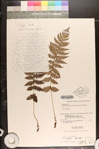 Athyrium yokoscense image