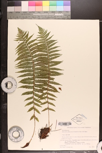 Athyrium yokoscense image