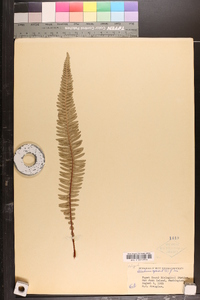 Blechnum spicant image