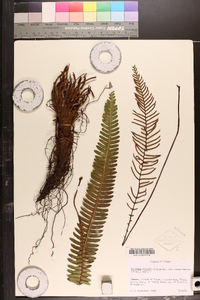 Blechnum spicant image