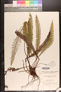 Blechnum spicant image