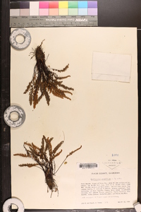 Myriopteris gracillima image