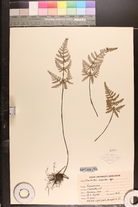 Aleuritopteris argentea image