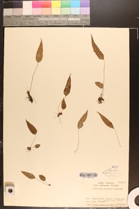 Crypsinus hastatus image