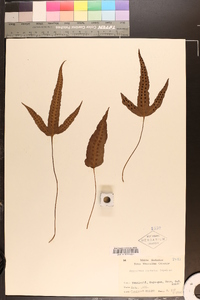 Crypsinus hastatus image