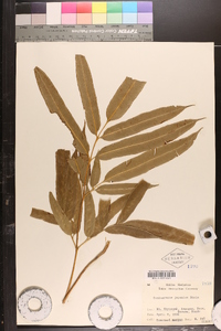 Coniogramme japonica image