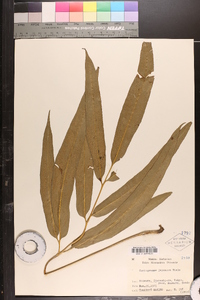 Coniogramme japonica image