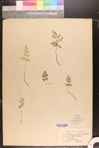 Cryptogramma stelleri image