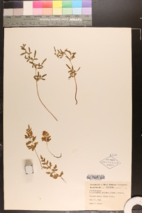 Cryptogramma stelleri image