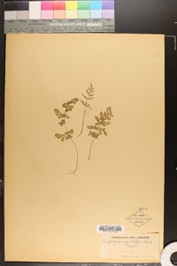 Cryptogramma stelleri image