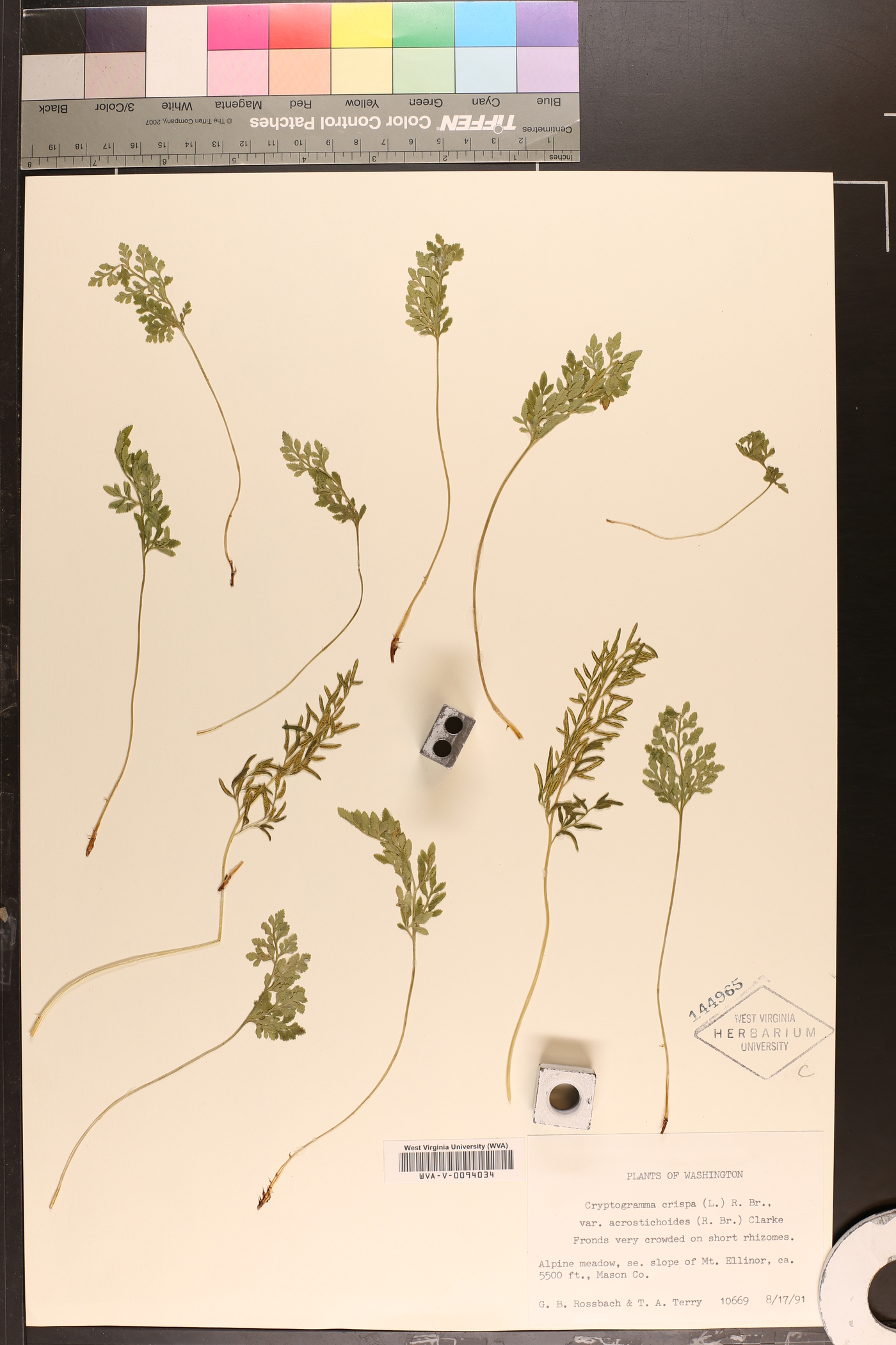 Cryptogramma crispa var. acrostichoides image