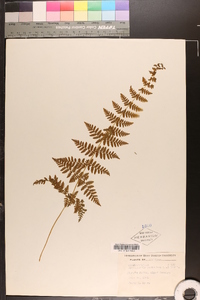 Cystopteris bulbifera image