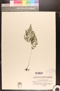 Cystopteris montana image