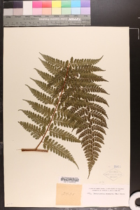 Dennstaedtia cicutaria image