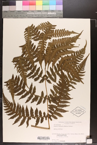 Deparia okuboana image