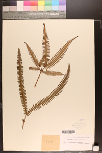 Dicranopteris flexuosa image