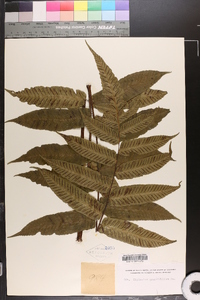 Diplazium grandifolium image