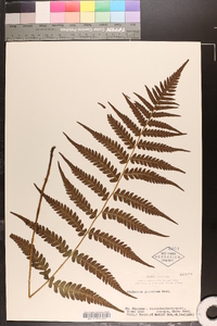 Deparia japonica image