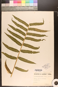 Athyrium pycnocarpon image