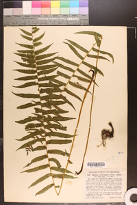 Asplenium angustum image