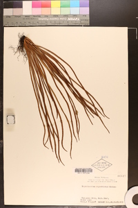 Lepisorus miyoshianus image