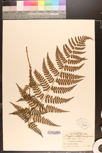 Dryopteris × boottii image