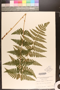 Dryopteris × boottii image