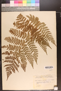 Dryopteris campyloptera image