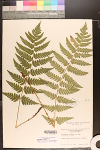 Dryopteris x slossoniae image