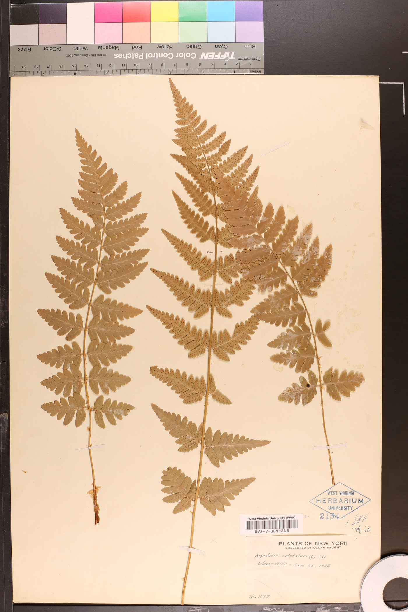 Aspidium cristatum image