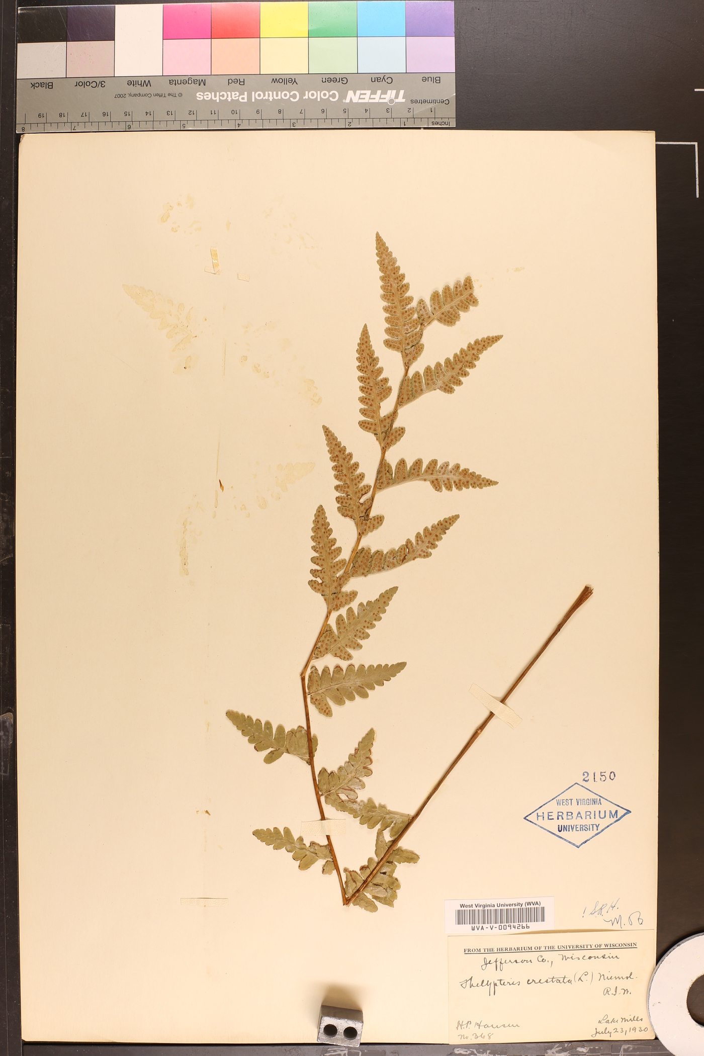 Thelypteris cristata image