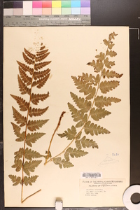 Aspidium cristatum image