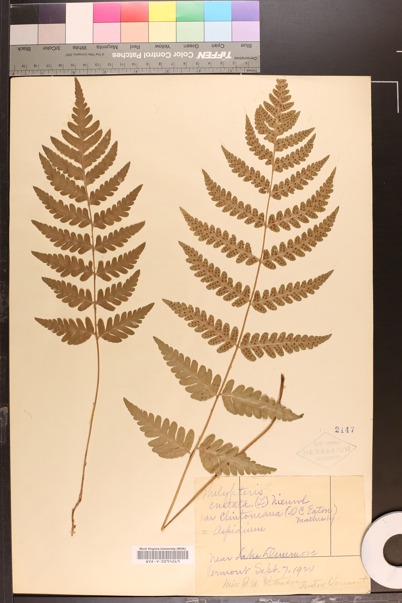 Thelypteris cristata image