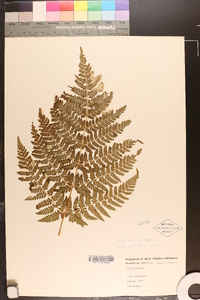 Dryopteris dilatata image