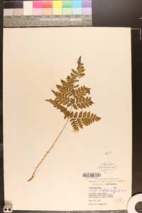 Dryopteris dilatata image