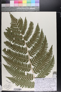 Dryopteris goldieana image