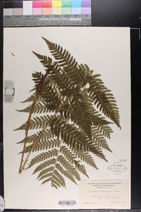 Dryopteris goldieana image