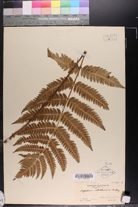 Dryopteris goldieana image