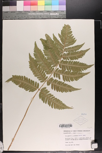 Dryopteris goldieana image