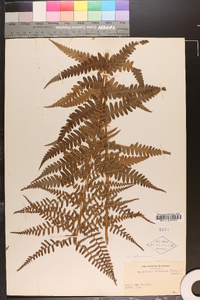 Dryopteris ludoviciana image