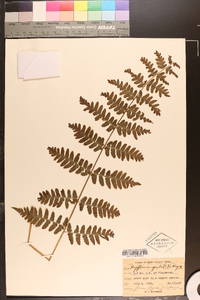 Dryopteris marginalis f. elegans image