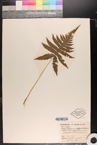 Dryopteris phegopteris image