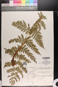 Dryopteris campyloptera image