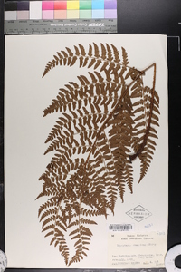 Dryopteris championii image