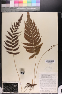 Dryopteris clypeolutata image