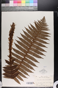 Dryopteris crassirhizoma image